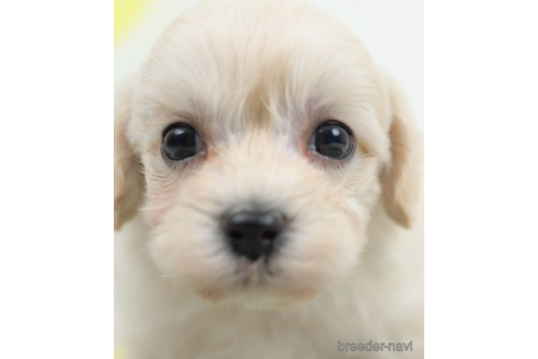 成約済の千葉県のマルプー:マルチーズ×トイプードル-222401の1枚目